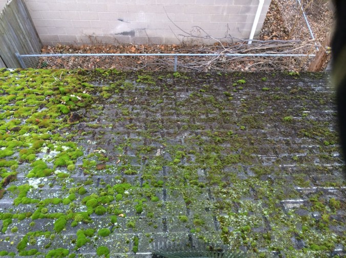 This was after the vast majority o the moss had been removed.